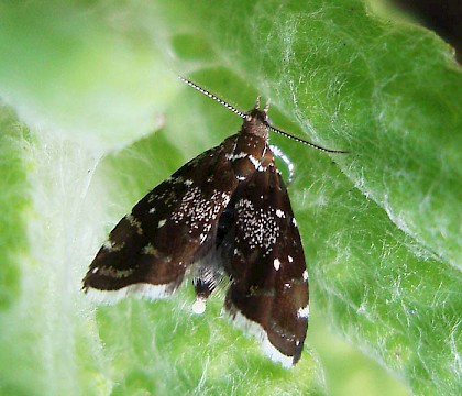 Female, egg-laying • Nantyffyllon, Glamorgan • © Paul Parsons