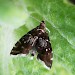 Female, egg-laying • Nantyffyllon, Glamorgan • © Paul Parsons