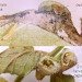 Habitation • Early instar habitations on Scutellaria galericulata. September. Chesh. • © Ian Smith
