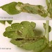 Habitations • On Scutellaria galericulata. Intermediate instar (late Sept.) and last instar (late Aug. Imago reared; genitalia det. S.M. Palmer.) Chesh. and S. Lancs. • © Ian Smith