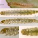 Larvae • Second (mid-Sept.) and third (late Sept.) instars on Scutellaria galericulata. Chesh. • © Ian Smith