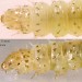 Larval thorax • Final instar larva on Scutellaria galericulata. Late Aug. Leg. B. Smart & IFS. Imago reared; genitalia det. S.M. Palmer S. Lancs. • © Ian Smith