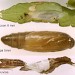 Pupa • Cocoon & pupa on Scutellaria galericulata. Late Aug. Leg. B. Smart & IFS. Exuviae of early Sept. emergence. Genitalia det. S.M. Palmer S. Lancs. • © Ian Smith