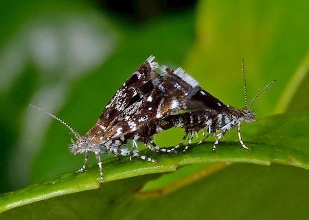 Prochoreutis myllerana
