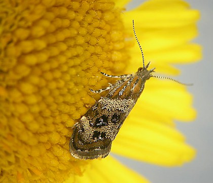 Adult • Reared from larva on P. dysenterica, Plymouth • © Bob Heckford