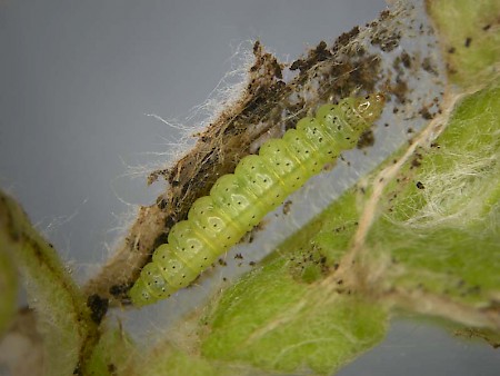 Tebenna micalis