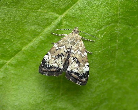 Choreutis diana