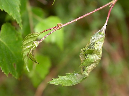 Choreutis diana