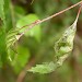 Larval feeding • Glen Affric, Inverness-Shire, on Betula • © Bob Heckford