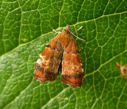 Adult • Littleborough, Lancs. • © Ian Kimber