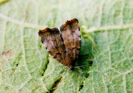 Apple Leaf Skeletonizer Choreutis pariana