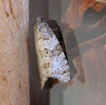 Isotrias rectifasciana