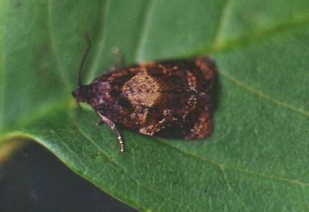 Red-barred Tortrix Ditula angustiorana