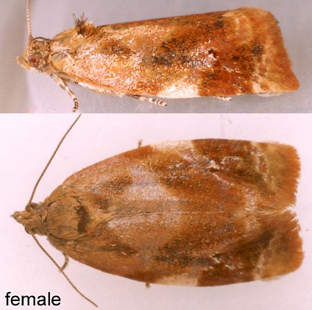 Red-barred Tortrix Ditula angustiorana