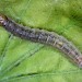 Larva • Plymouth, Devon, on Quercus. Adult reared. • © Bob Heckford