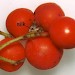 Feeding • September. Sorbus aucuparia fruits sewn and bored by larvae. Cheshire. • © Ian Smith