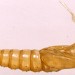 Exuviae • Ex larva in sewn fruits of Sorbus aucuparia. Cheshire. • © Ian Smith