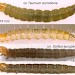 Larvae • Upper, late May, Tegg