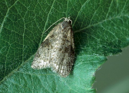 Capua vulgana