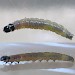Early instar larva • Chorlton, Greater Manchester (imago reared) • © Ben Smart