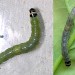 Final instar larva • Chorlton, Greater Manchester (imago reared) • © Ben Smart
