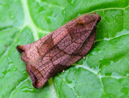 Large Fruit-tree Tortrix Archips podana