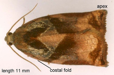 Large Fruit-tree Tortrix Archips podana