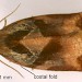 Male • Ex larva on Prunus spinosa. Caernarvonshire. Imago reared. • © Ian Smith