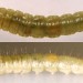 Larva • On Prunus spinosa. Late August. Caernarvonshire. Imago reared. • © Ian Smith