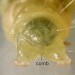 Anal plate • Larva on Prunus spinosa. Late August. Caernarvonshire. Imago reared. • © Ian Smith