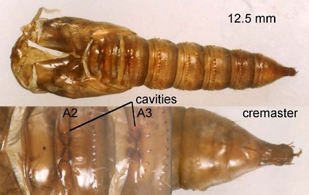 Large Fruit-tree Tortrix Archips podana