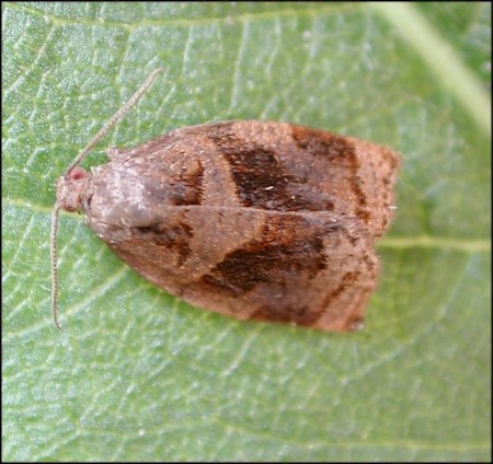 Rose Tortrix Archips rosana