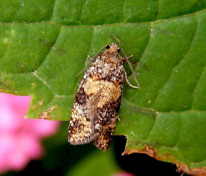 Adult • Sapcote, Leicestershire • © Graham Calow