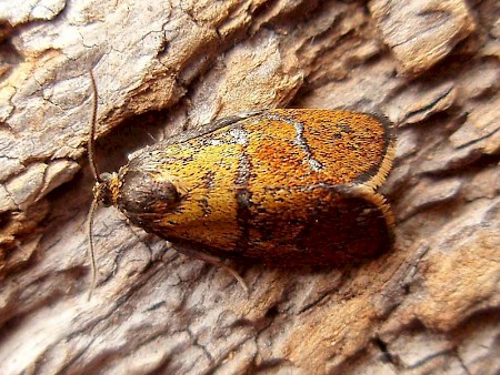 Ptycholoma lecheana