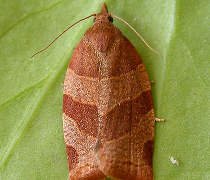 Adult • Reared from larva, Dovestones Resr., Saddleworth • © Ben Smart