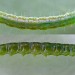 Larva • Dovestone Reservoir, Saddleworth, on larch • © Ben Smart