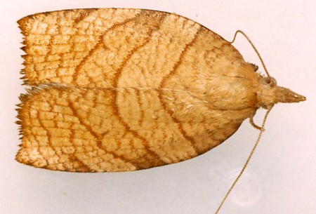 Chequered Fruit-tree Tortrix Pandemis corylana