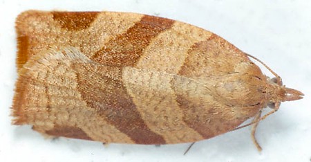 Barred Fruit-tree Tortrix Pandemis cerasana