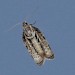 Adult, underside • South Uist, Outer Hebrides • © Chris Johnson