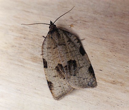 British Moths | Thumbnail List by Family | Tortricidae