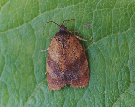 Carnation Tortrix Cacoecimorpha pronubana