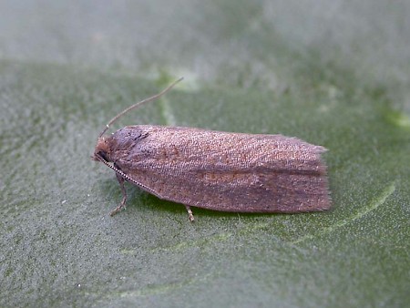 Bilberry Tortrix Aphelia viburnana