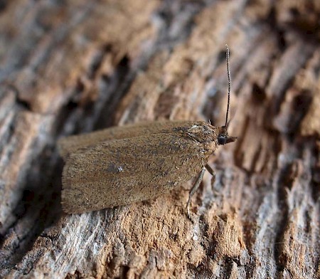 Bilberry Tortrix Aphelia viburnana