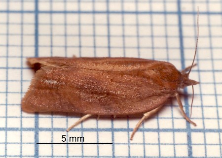 Bilberry Tortrix Aphelia viburnana