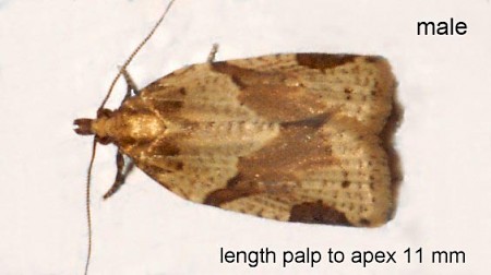 Cyclamen Tortrix Clepsis spectrana