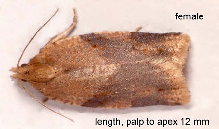 Cyclamen Tortrix Clepsis spectrana