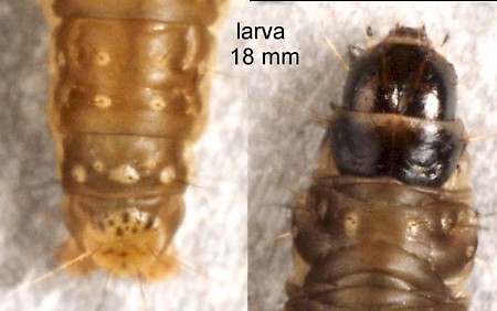 Cyclamen Tortrix Clepsis spectrana