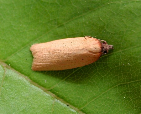 African Carnation Tortrix Epichoristodes acerbella