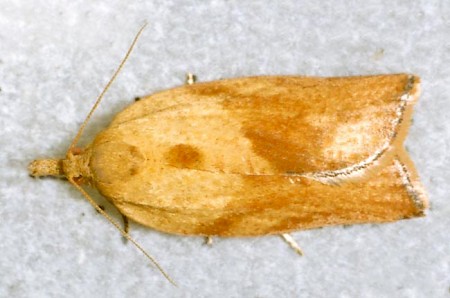 Light Brown Apple Moth Epiphyas postvittana