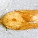 Adult • October, ex larva September on seeds of Senecio jacobaea. • © Ian Smith